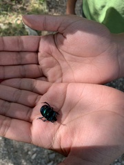 Trypocopris vernalis