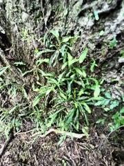 Notogrammitis ciliata