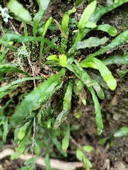 Notogrammitis ciliata