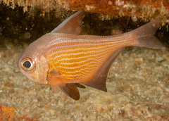 Pempheris multiradiata