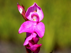 Disa racemosa