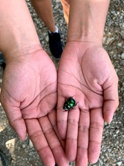 Trypocopris vernalis