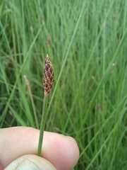 Eleocharis