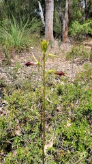 Cryptostylis ovata