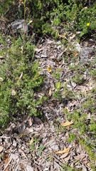 Cryptostylis ovata