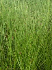 Eleocharis