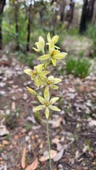 Thelymitra villosa