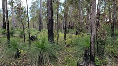 Thelymitra villosa