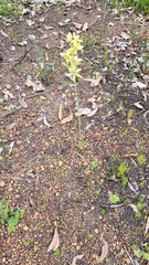 Thelymitra villosa