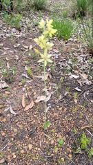 Thelymitra villosa