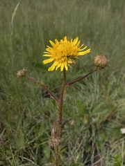 Berkheya radula