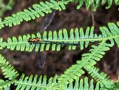 Austroargiolestes amabilis