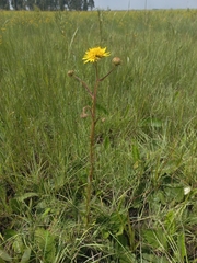 Berkheya radula