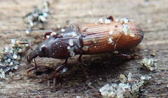 Mesites pallidipennis