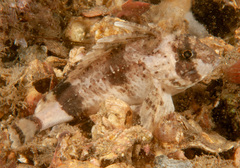 Centropogon australis