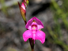 Disa racemosa