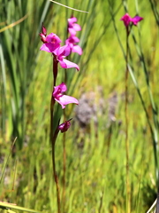 Disa racemosa
