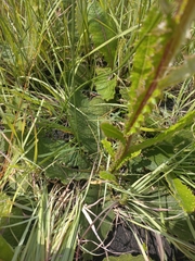 Berkheya radula