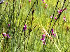Disa racemosa