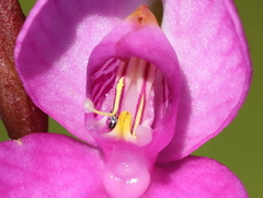 Disa racemosa