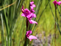 Disa racemosa