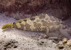 Epinephelus spilotoceps