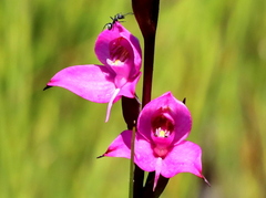 Disa racemosa