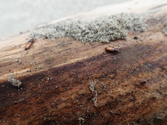 Mesites pallidipennis