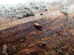 Mesites pallidipennis