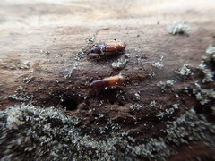 Mesites pallidipennis