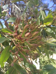 Corymbia ficifolia