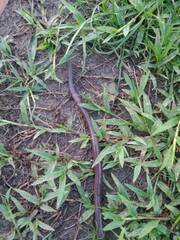 Lumbricus