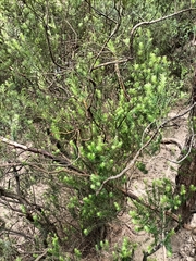 Leptecophylla juniperina