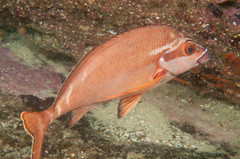 Morwong fuscus