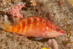 Hypoplectrodes maccullochi