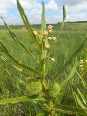 Xysmalobium undulatum