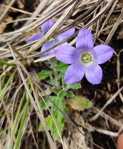 Campanula alphonsii