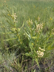 Xysmalobium undulatum