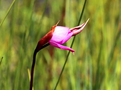 Disa racemosa
