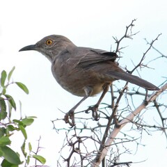Toxostoma bendirei