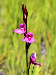 Disa racemosa