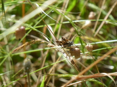 Taractrocera papyria