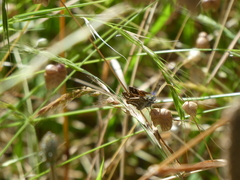 Taractrocera papyria