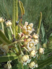 Xysmalobium undulatum