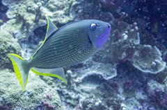 Xanthichthys auromarginatus