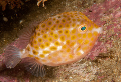 Anoplocapros inermis