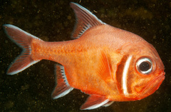 Trachichthys australis