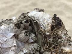Balanus crenatus
