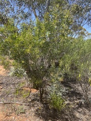 Acacia oswaldii