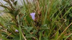 Strobilanthes kunthiana